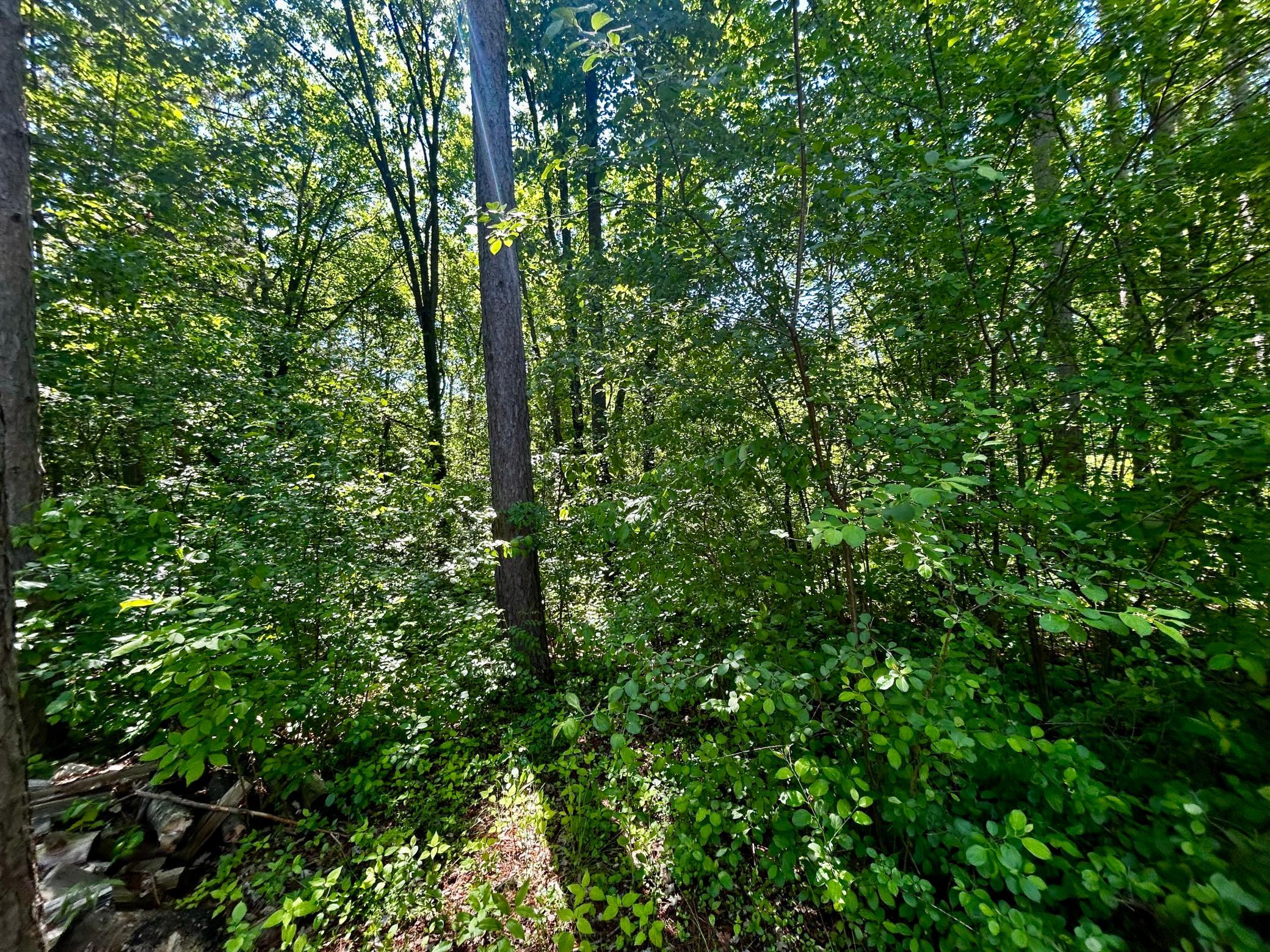 Wooded lot - Trees are in abundance surrounding the site