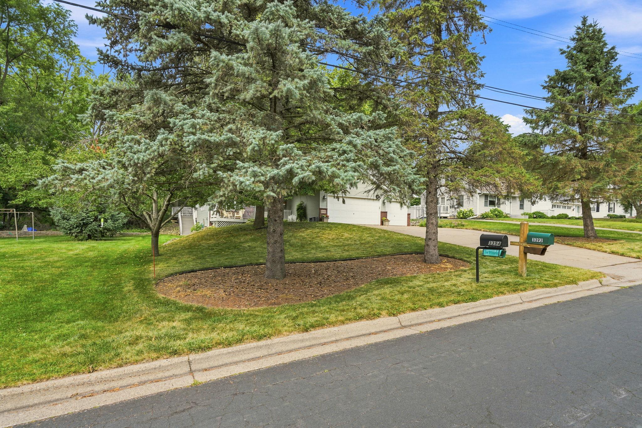 Nice mature pines at front of home.