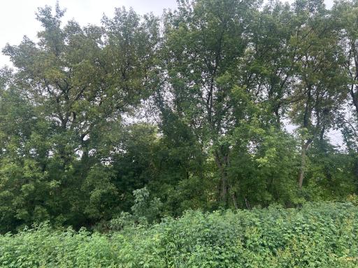Tree coverage in the back of the yard