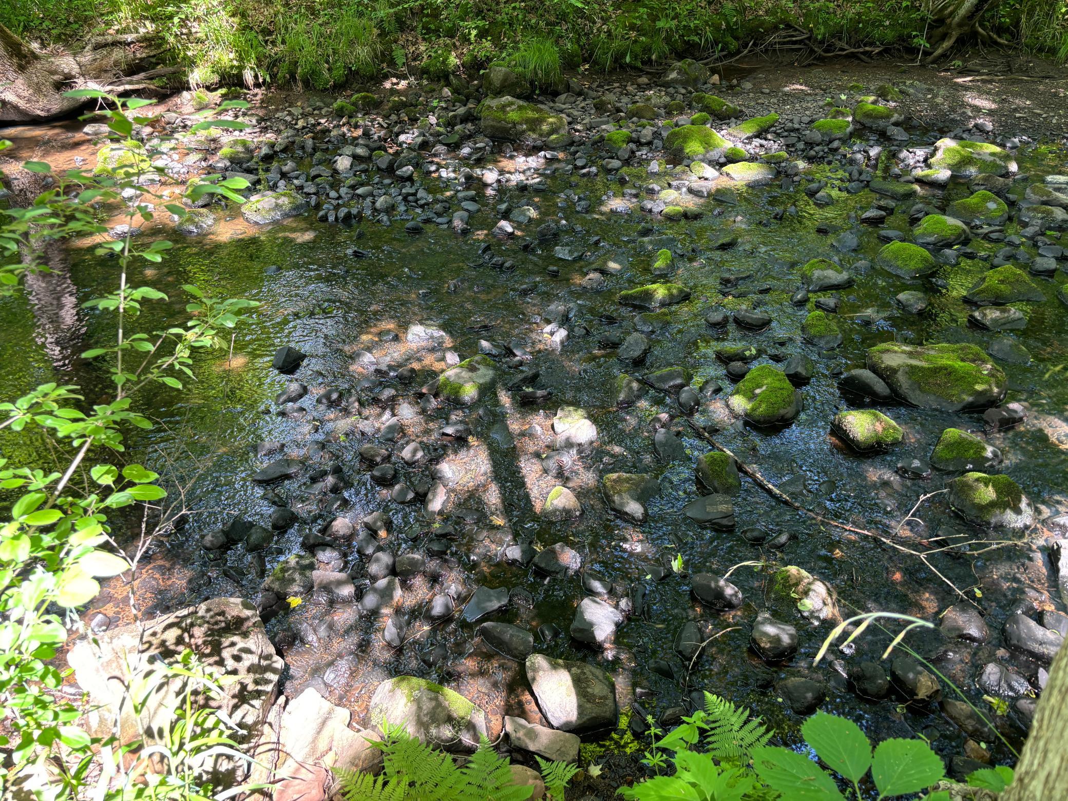 IMG_5270.JPG