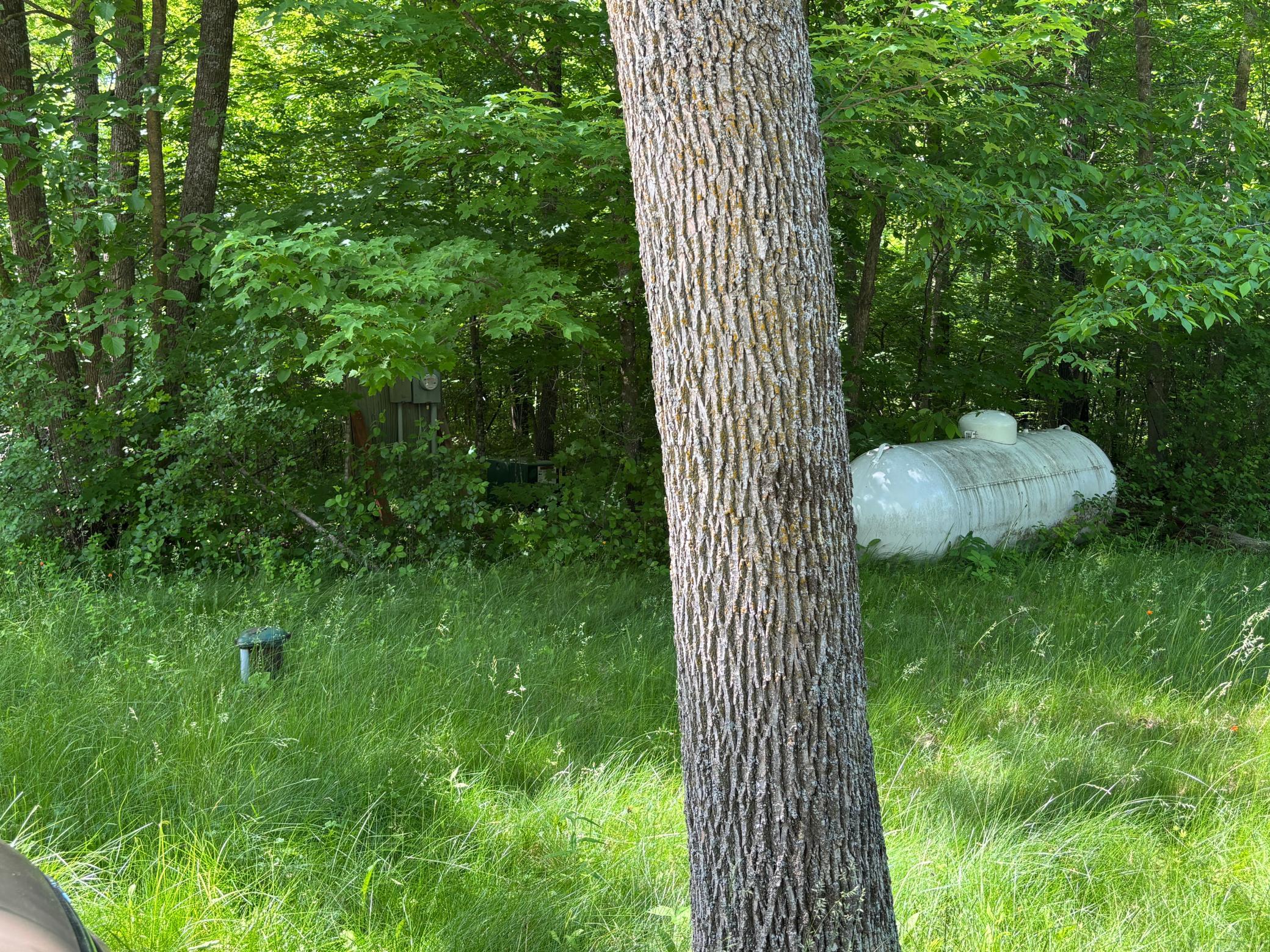 IMG_5267.JPG