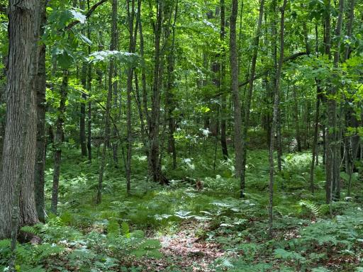 N1785 Lehman Lake Road, Shell Lake, WI 54871