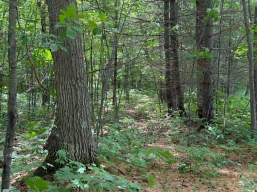 N1785 Lehman Lake Road, Shell Lake, WI 54871