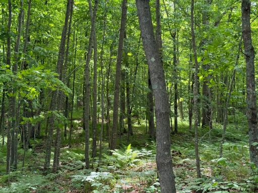 N1785 Lehman Lake Road, Shell Lake, WI 54871