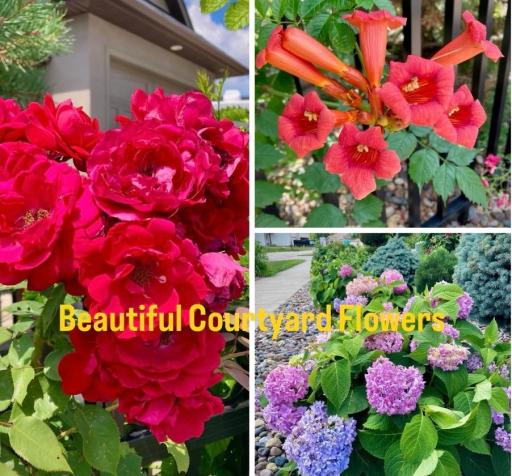 Courtyard flowers! Something new blooming all season long!