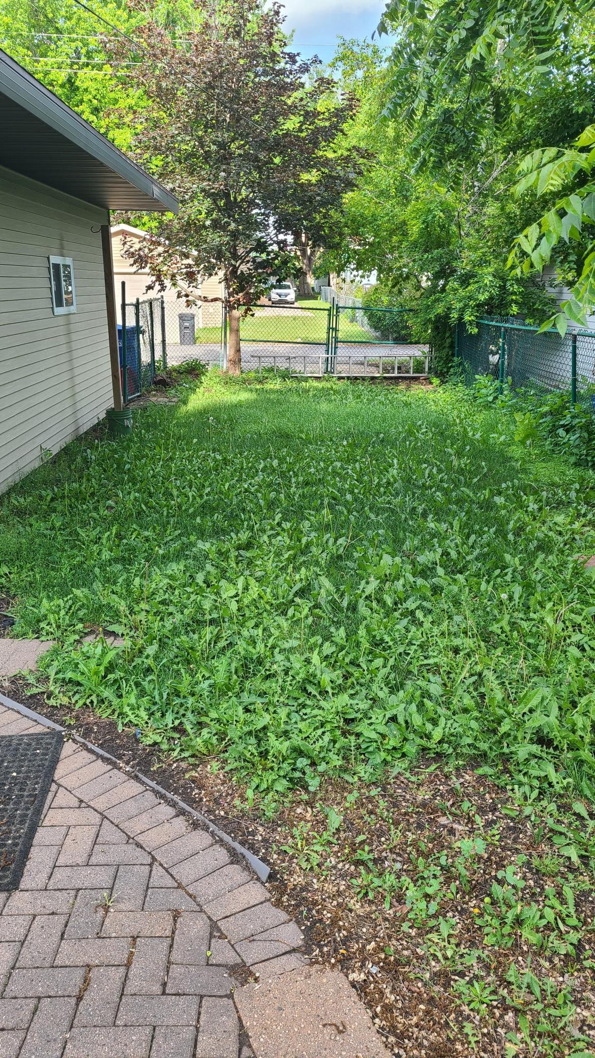 Backyard.jpg