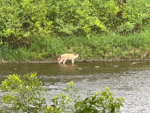 OutsideDeerinriver.jpeg