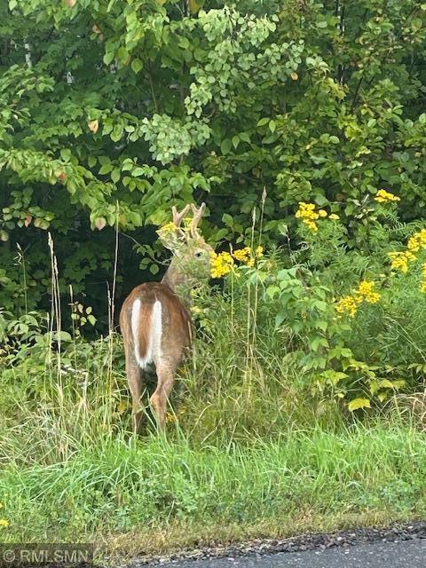 deer