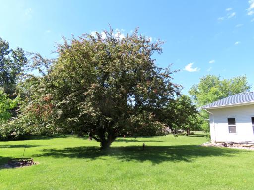 14920 flowering tree.jpg