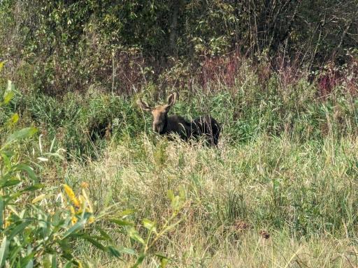 13 - Wildlife.jpg
