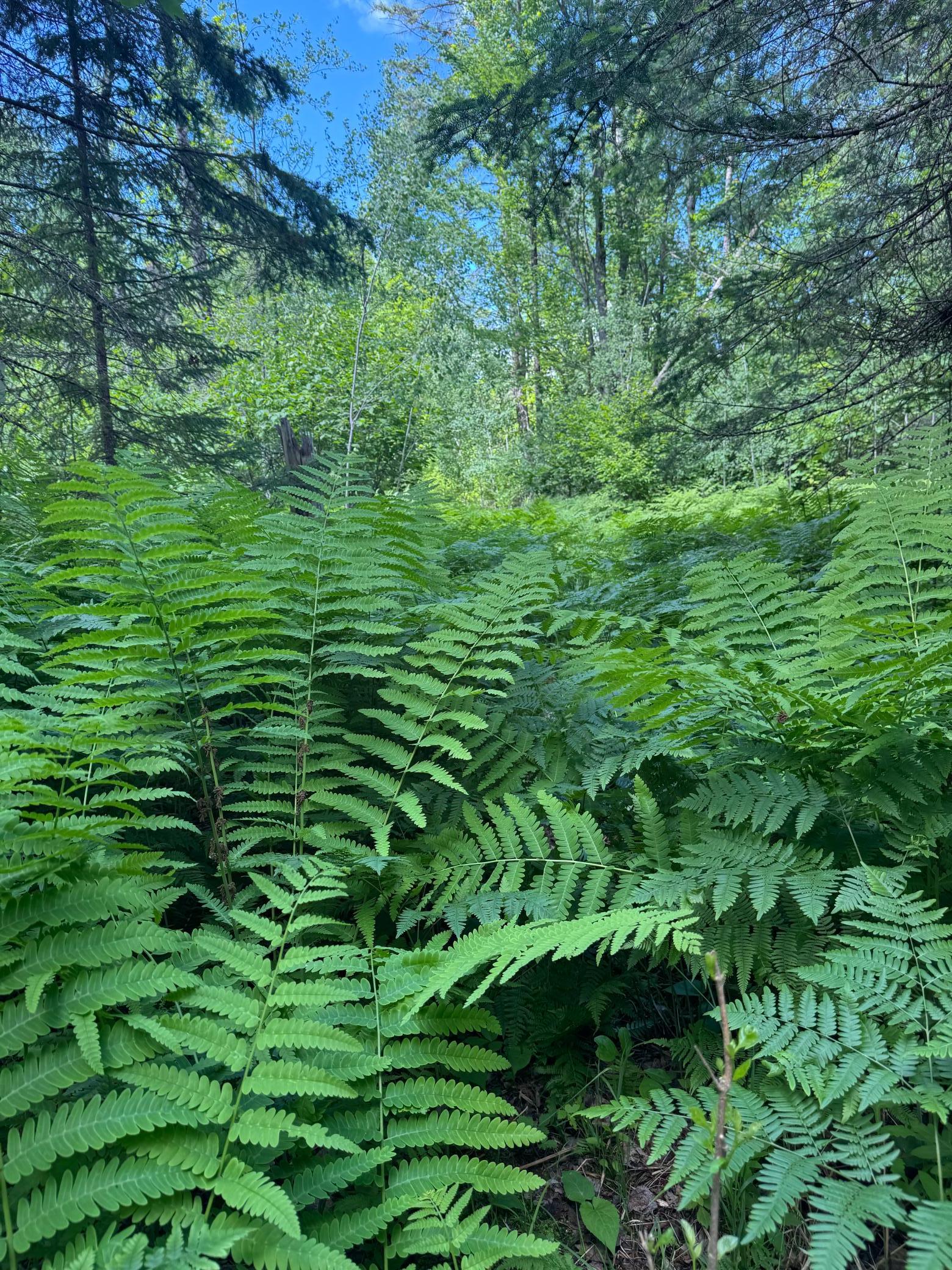 Ferns in Forest