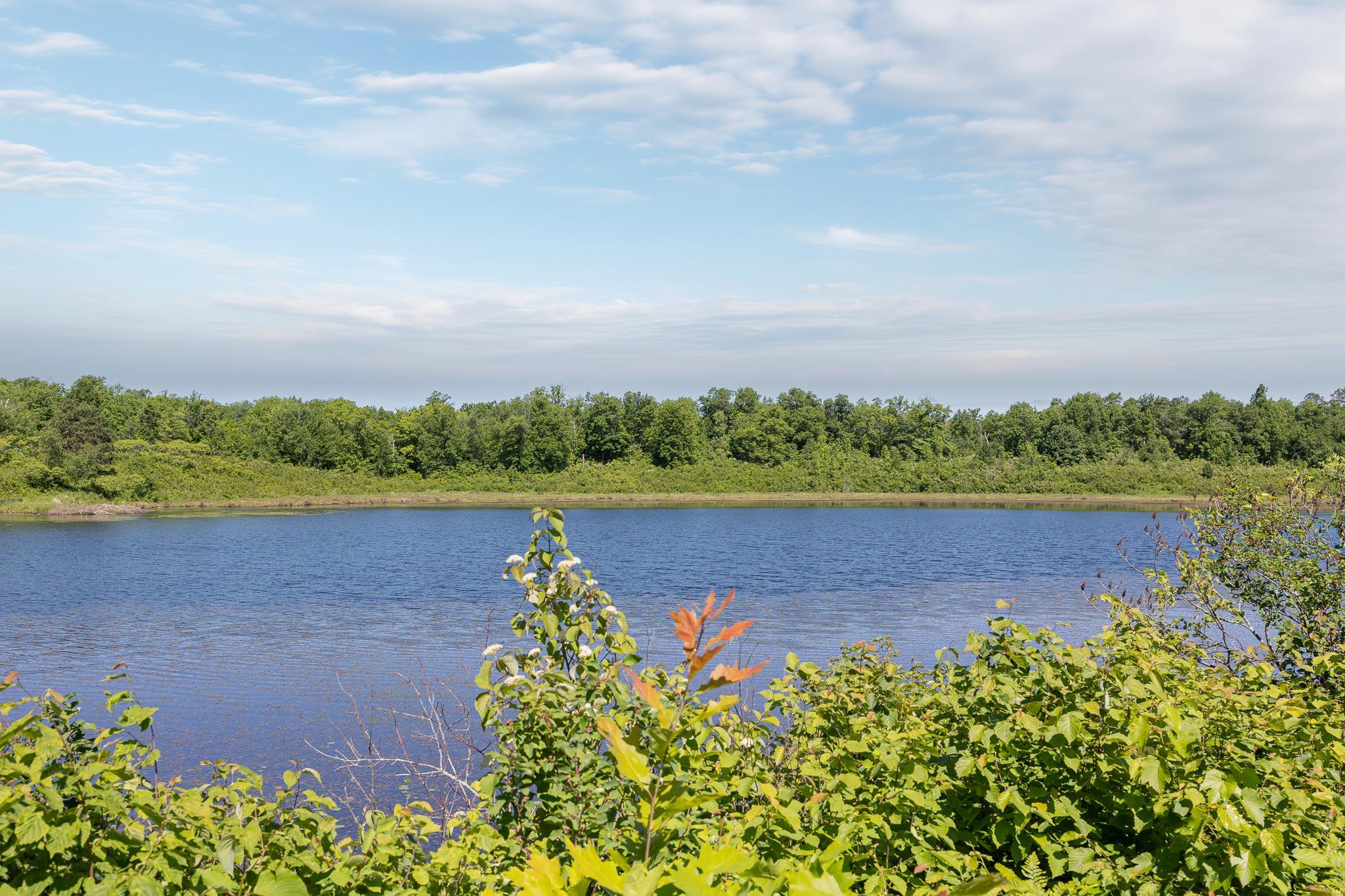 Tranquil pond views