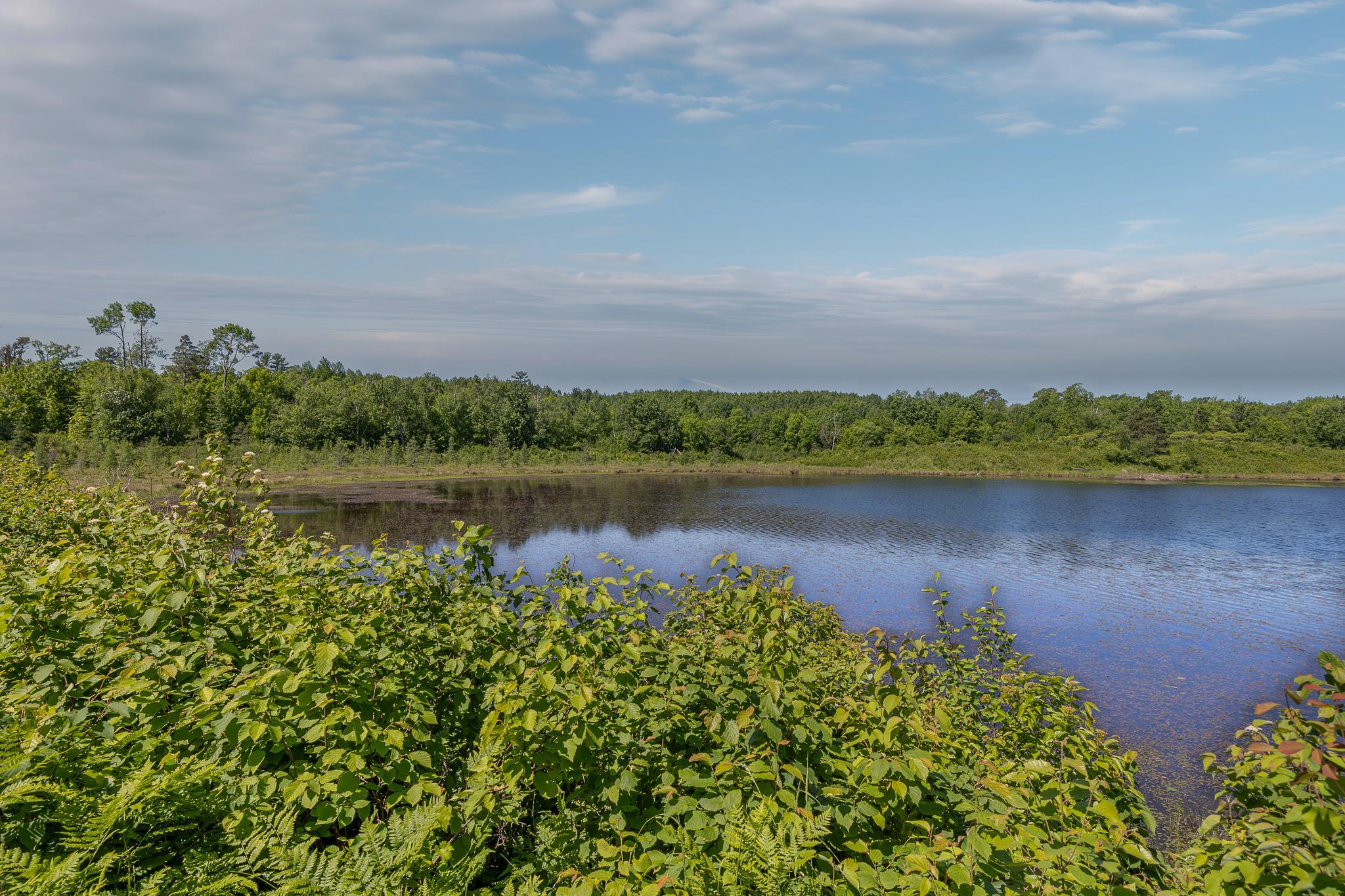 Tranquil pond vies