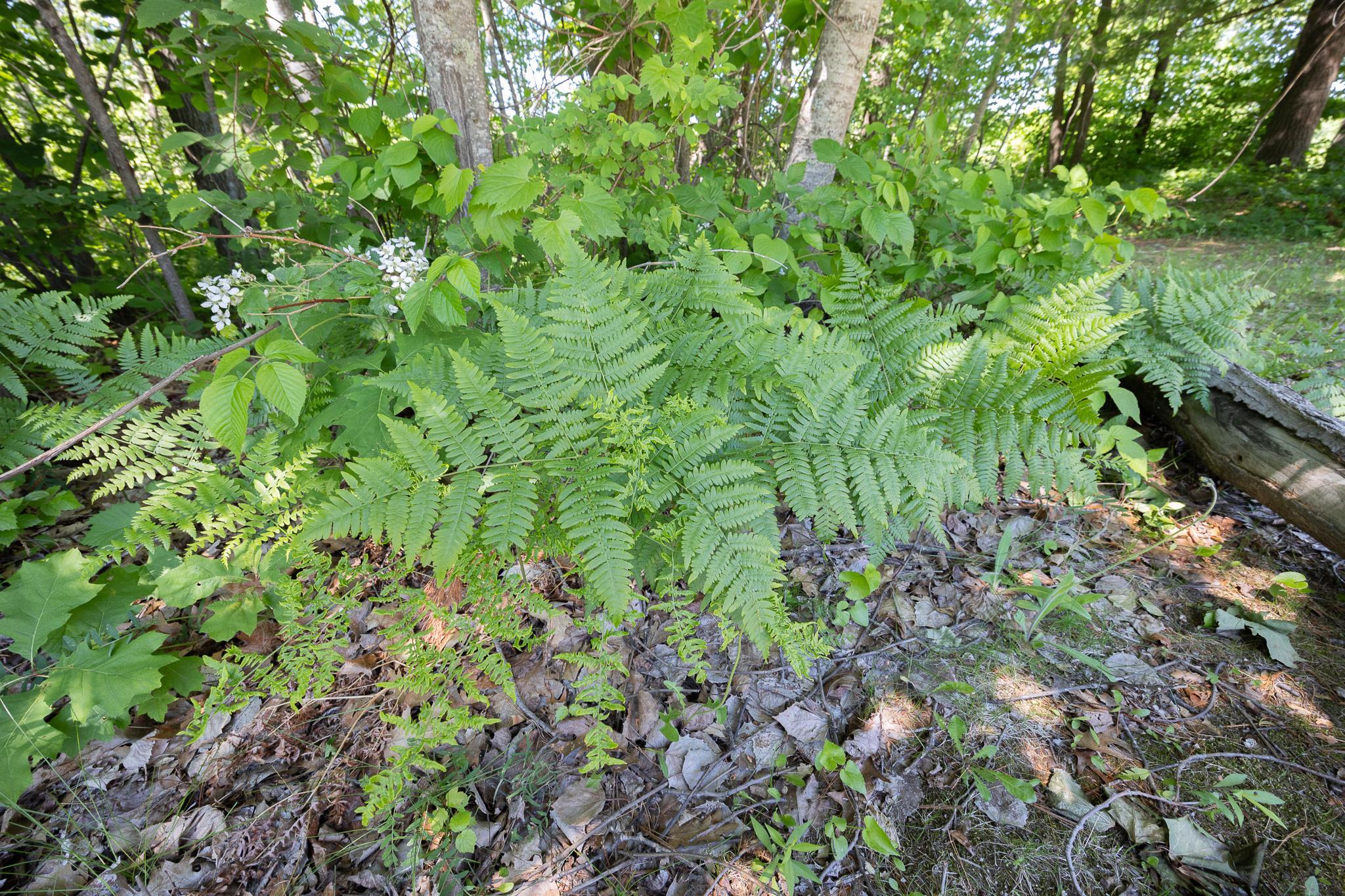 Ferns on property