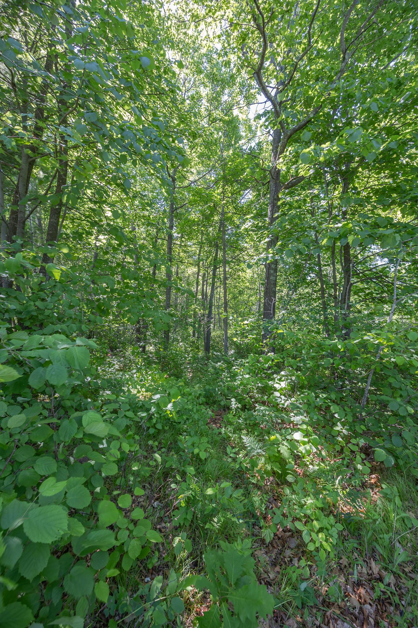 Heavily wooded lot