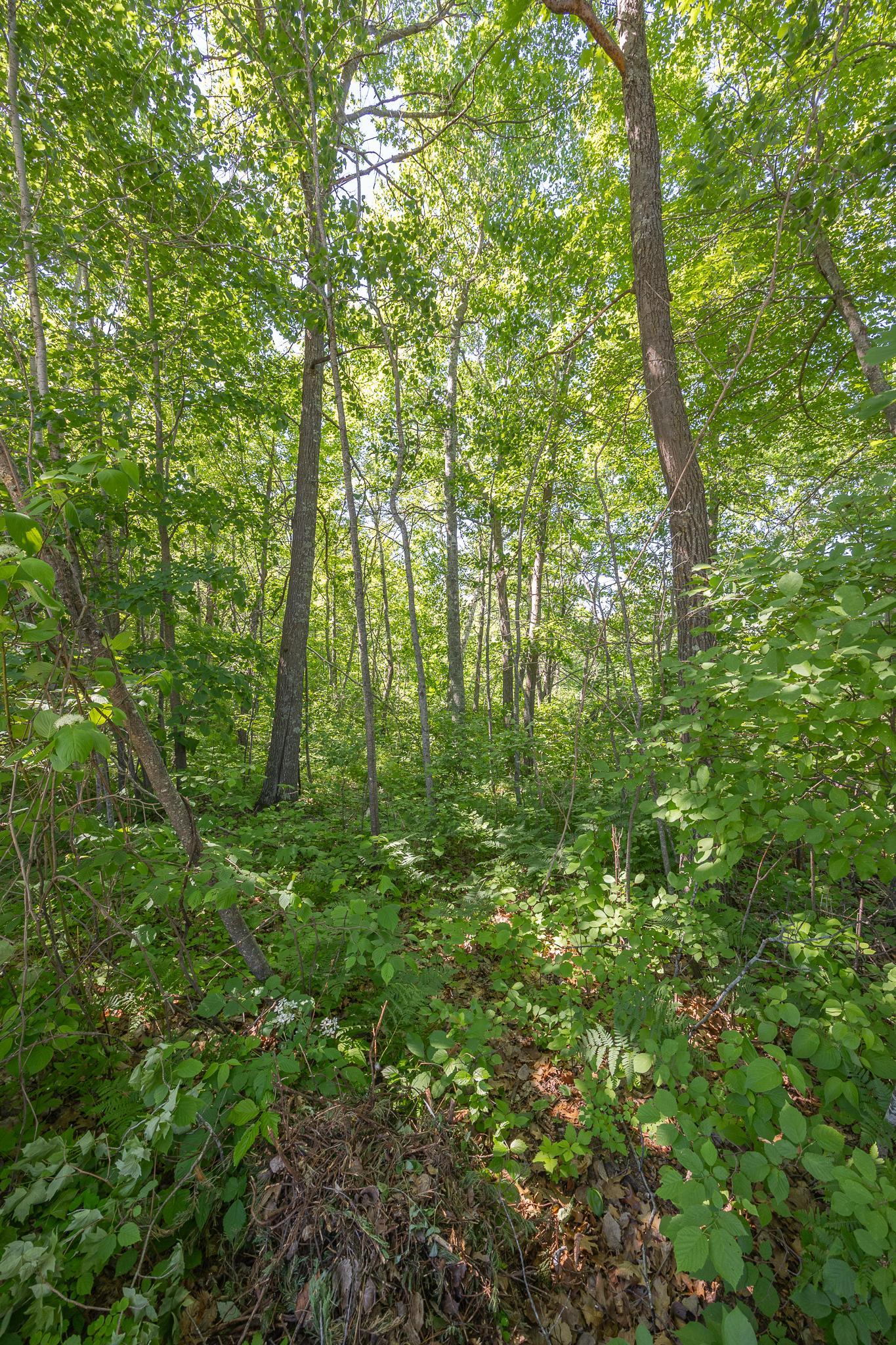 Additional lot views