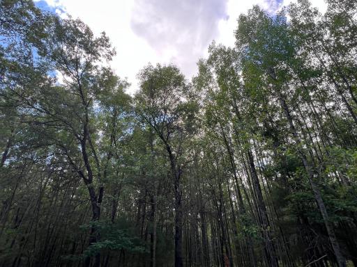 LOT 14 Loon Lake Road, Danbury, WI 54830