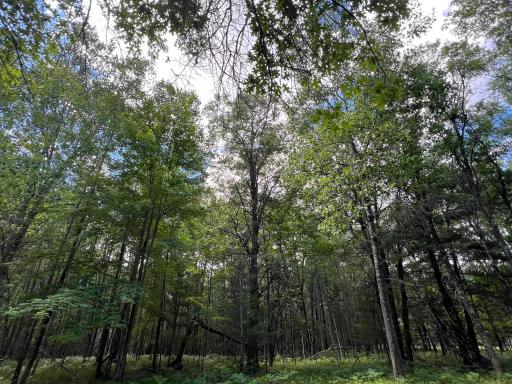 LOT 14 Loon Lake Road, Danbury, WI 54830