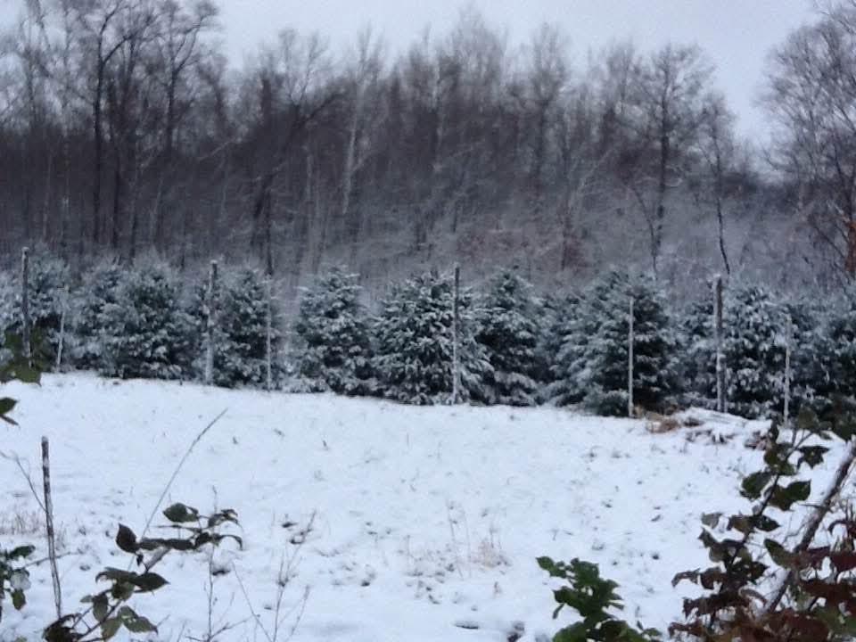 Variety of trees and use for this property