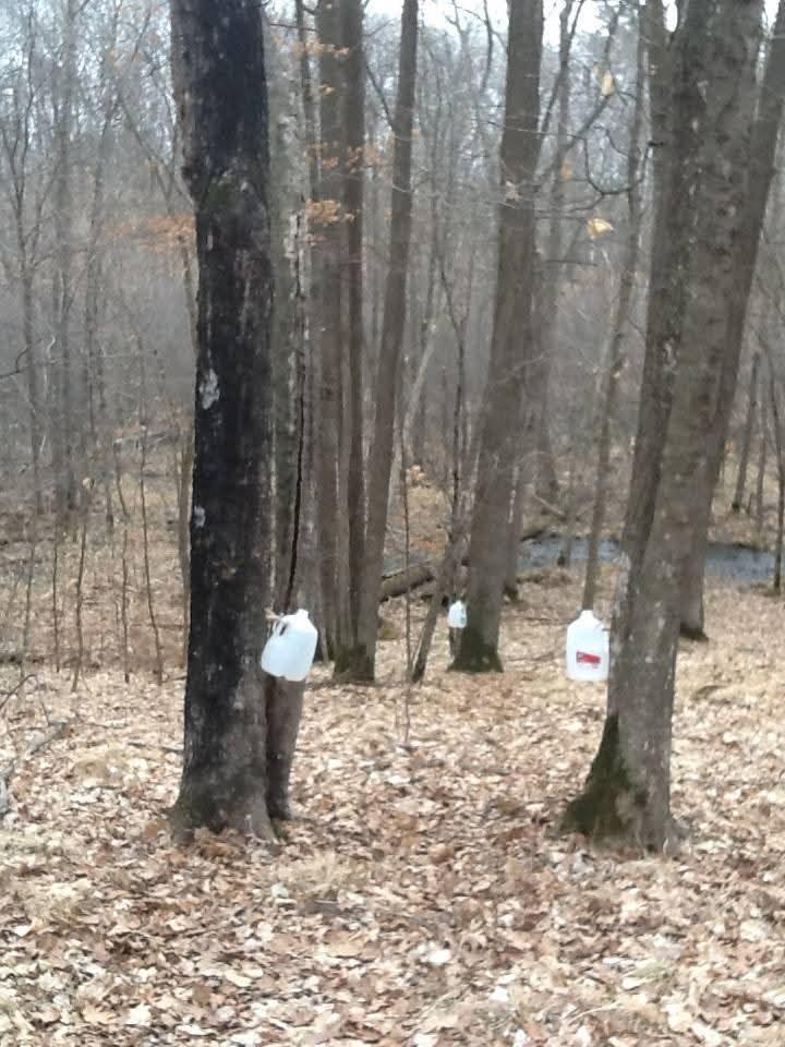 Tapping maple syrup from the trees!