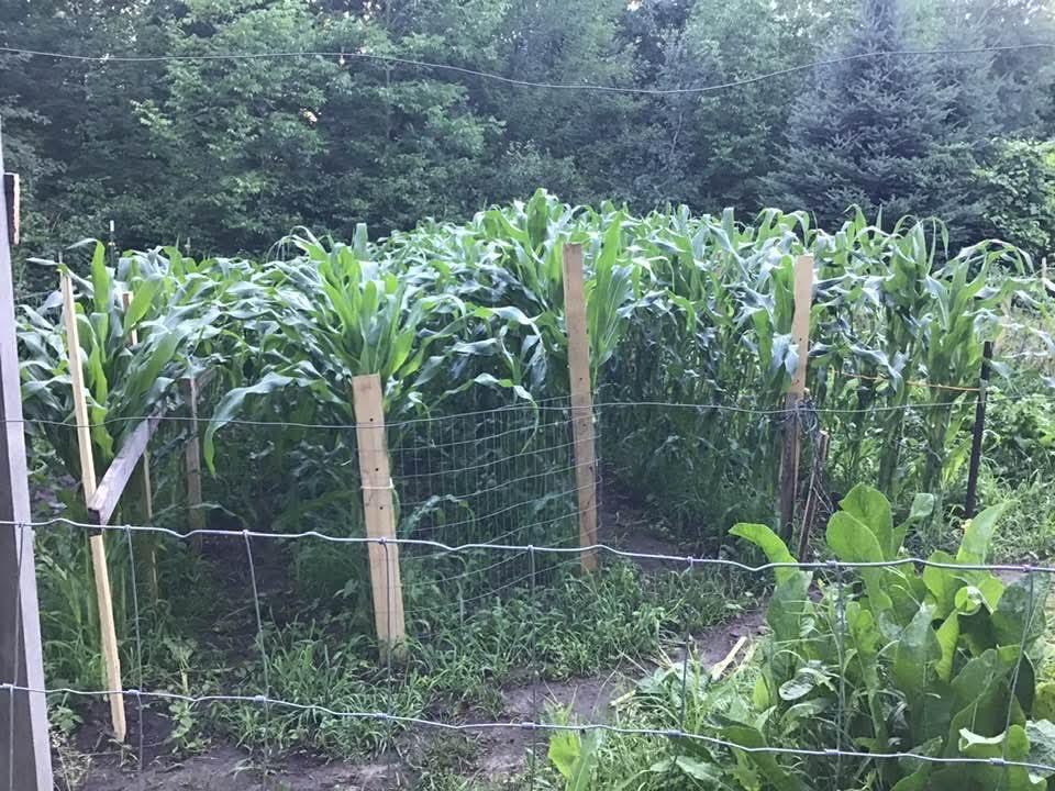 Garden area!