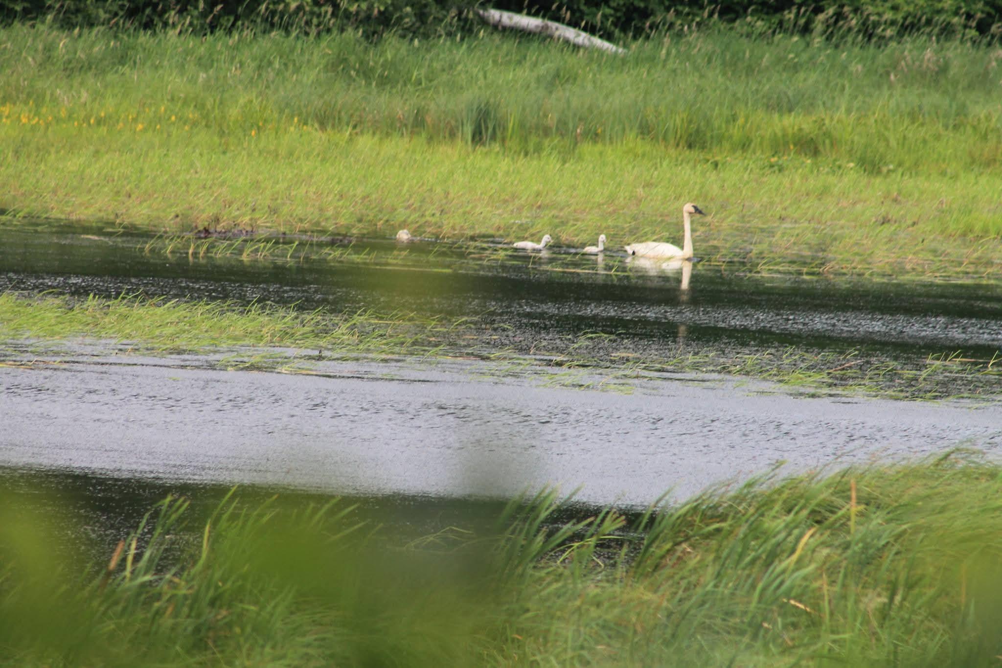 Pond on the edge of the property!
