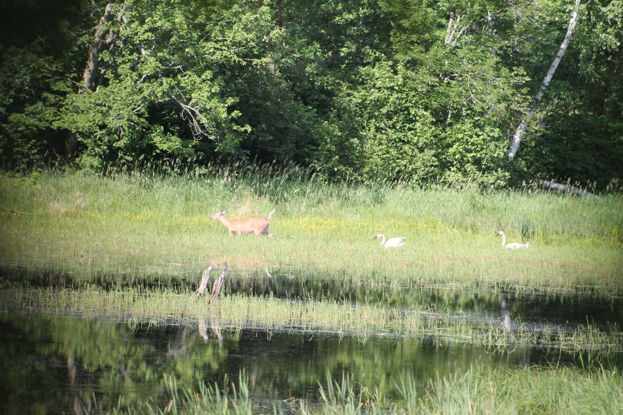 Mix of wild life!