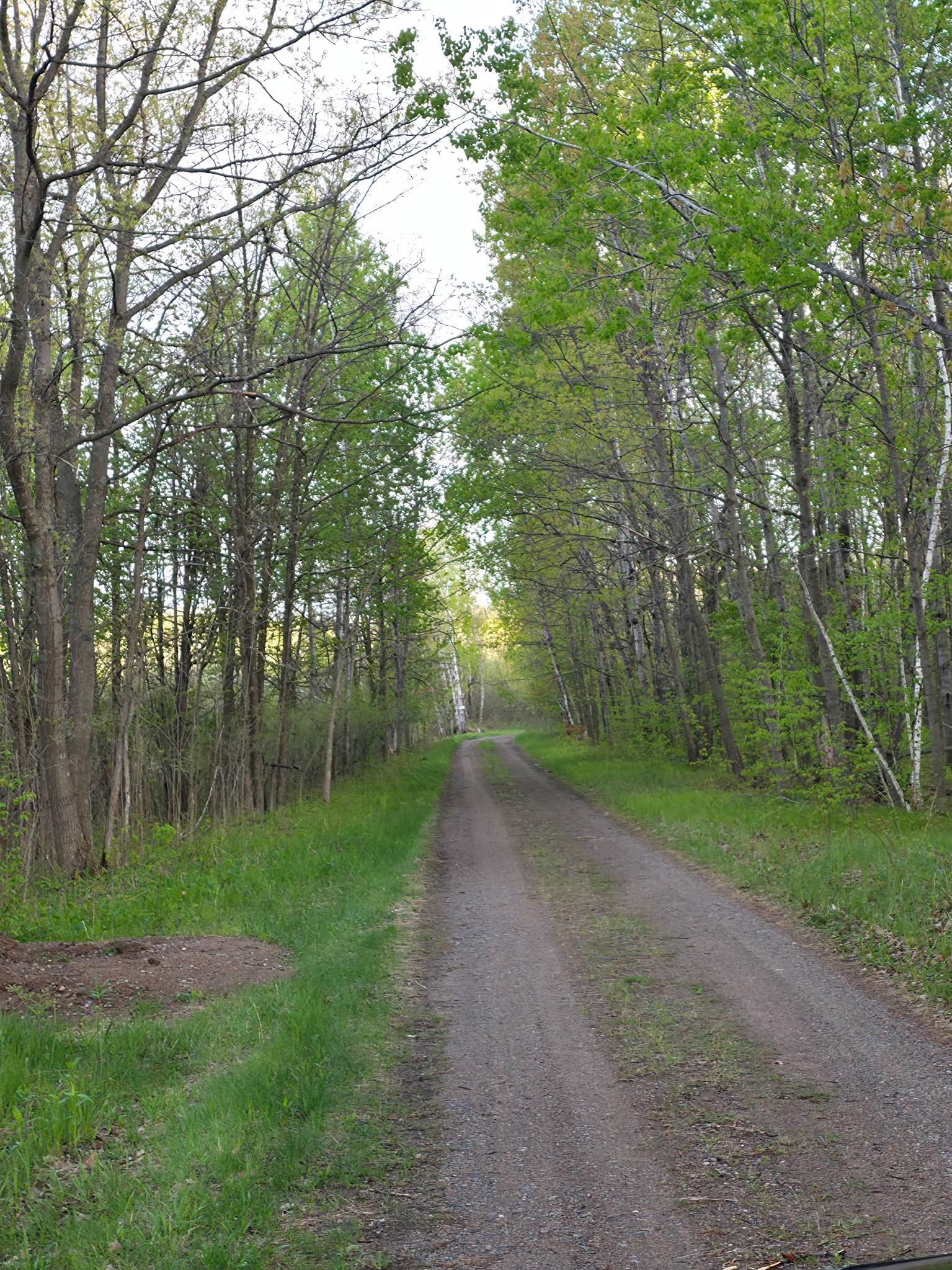 Driveway in the Spring