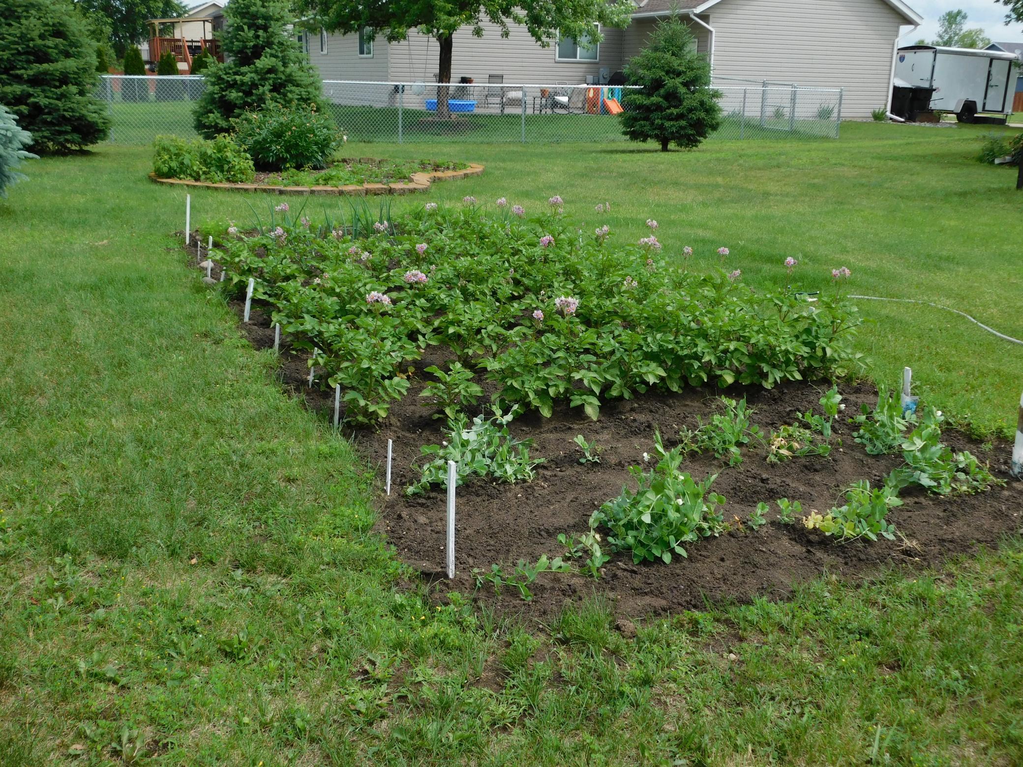 Garden is growing!