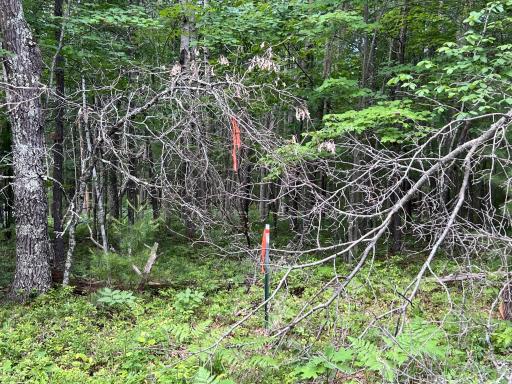 LOT 15 Loon Lake Road, Danbury, WI 54830