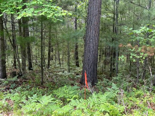 LOT 15 Loon Lake Road, Danbury, WI 54830