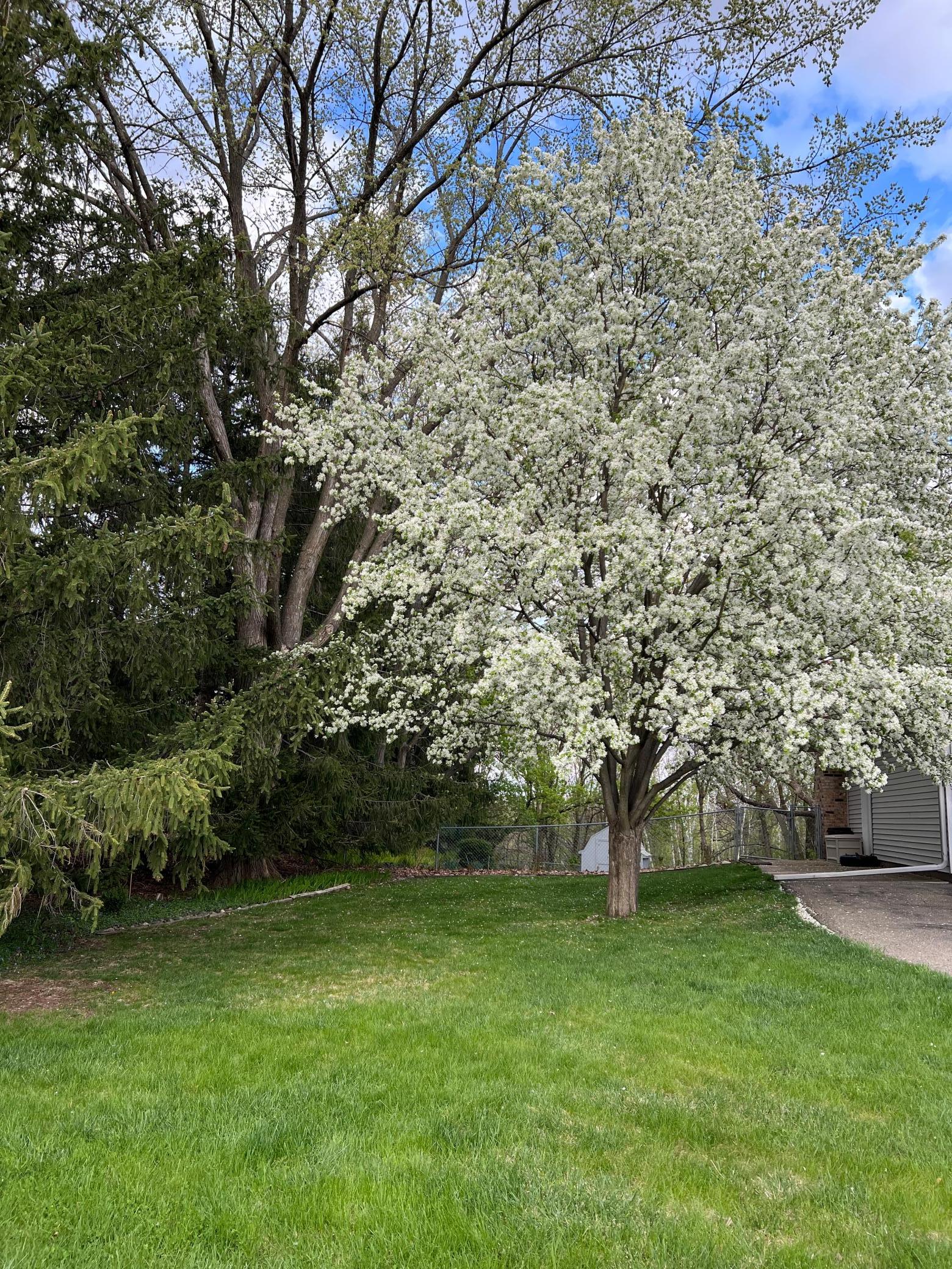 Blooming trees in the spring