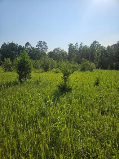 TBD County Road 36, Crosby, MN 56441