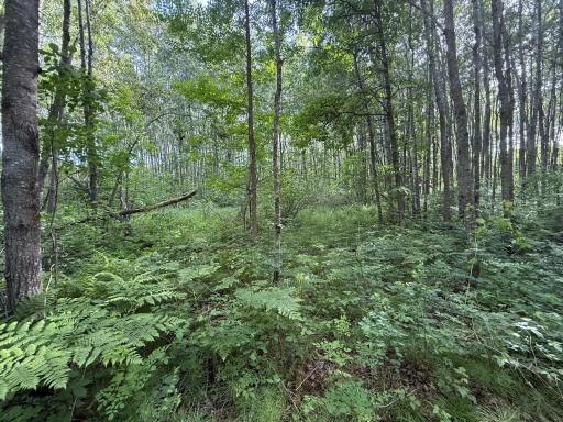 TBD STATE 200, Bagley, MN 56621