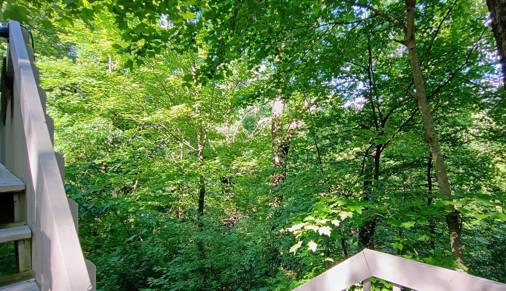 Treetop views