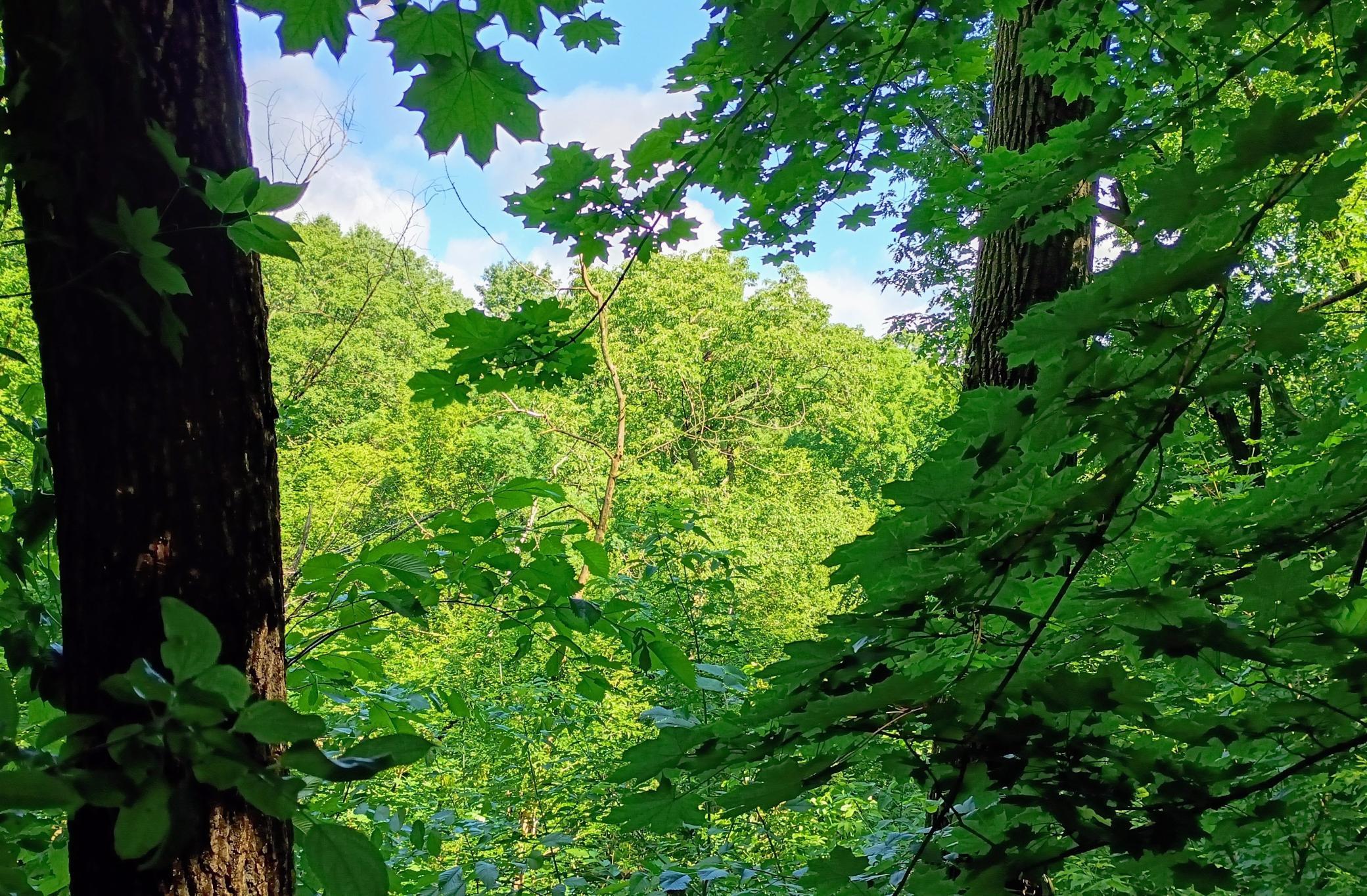 View looking out over Ravine to Browns Creek