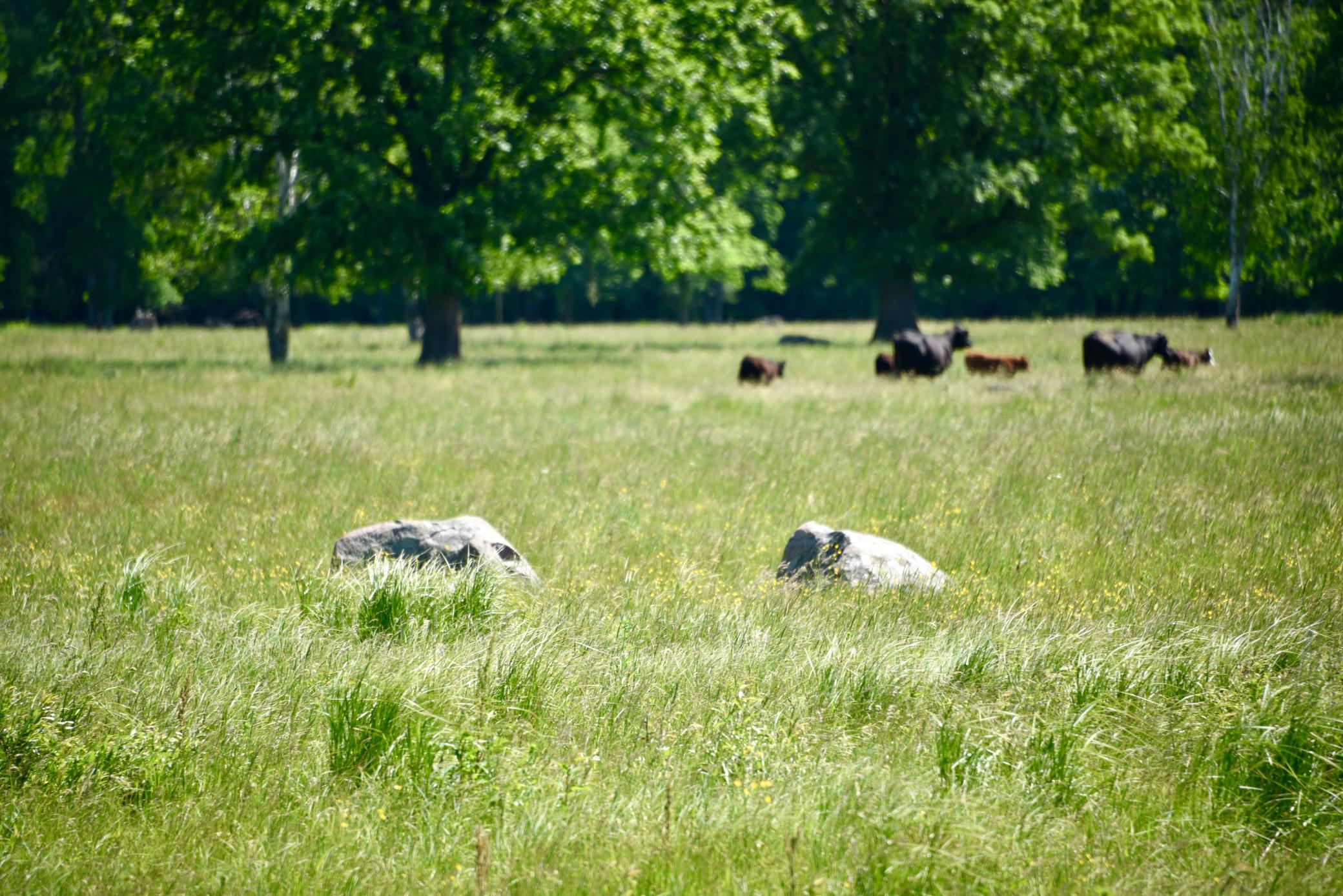 DSC_4034.JPG