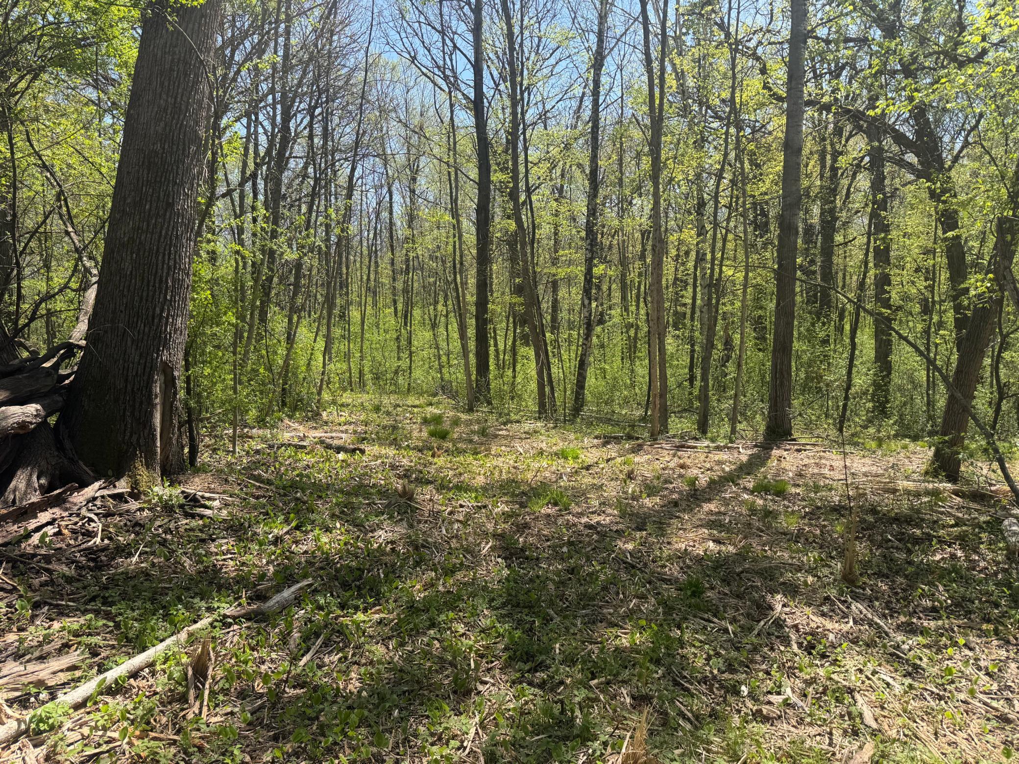 Photo for XXX State Hwy 46, Balsam Lake, WI 54810 - Listing #7095488 Photo 1