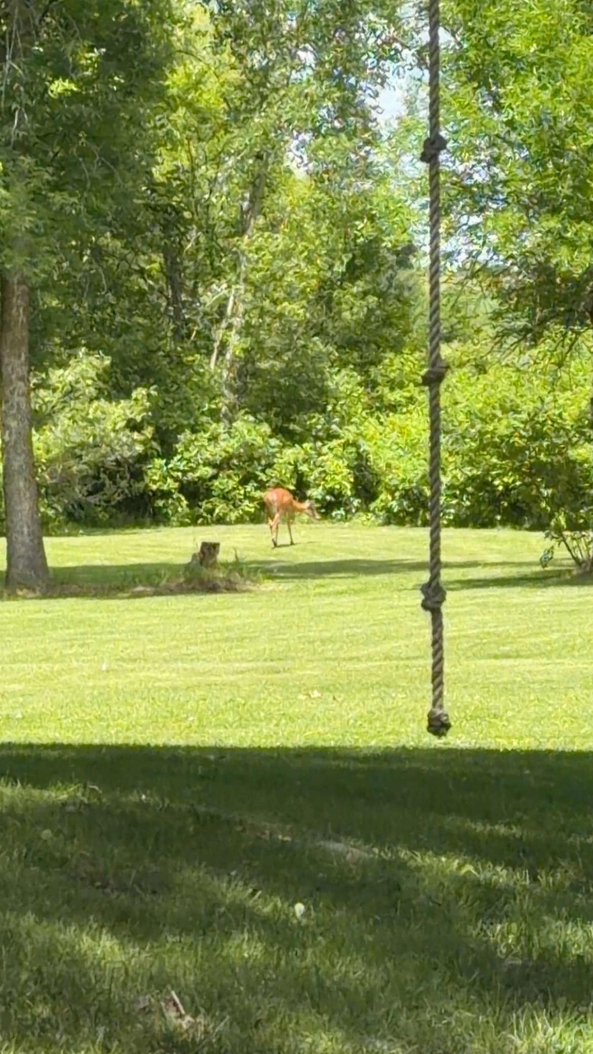 Wild Life