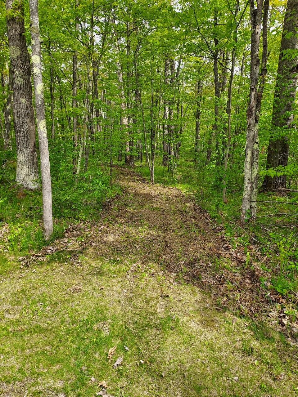 Start of Path back to Trail