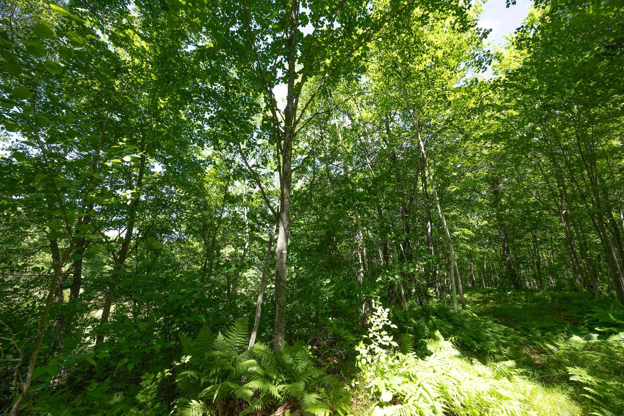 Heavily wooded lot
