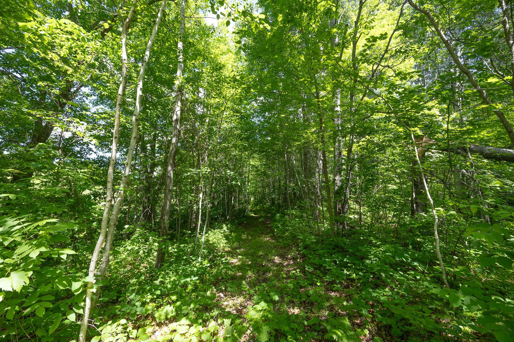 Heavily wooded lot