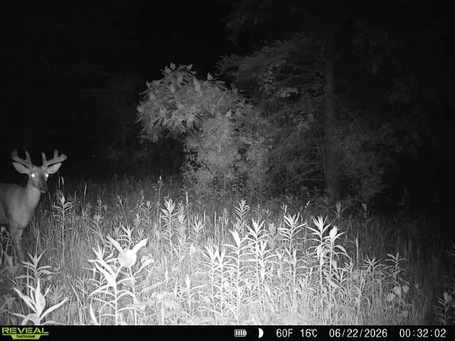 Trail Cam caught pictures of deer at night. Look on the left of the picture