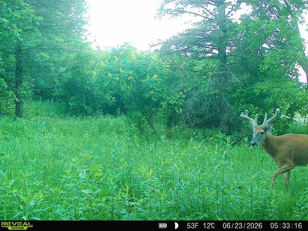 More deer on the right side of picture