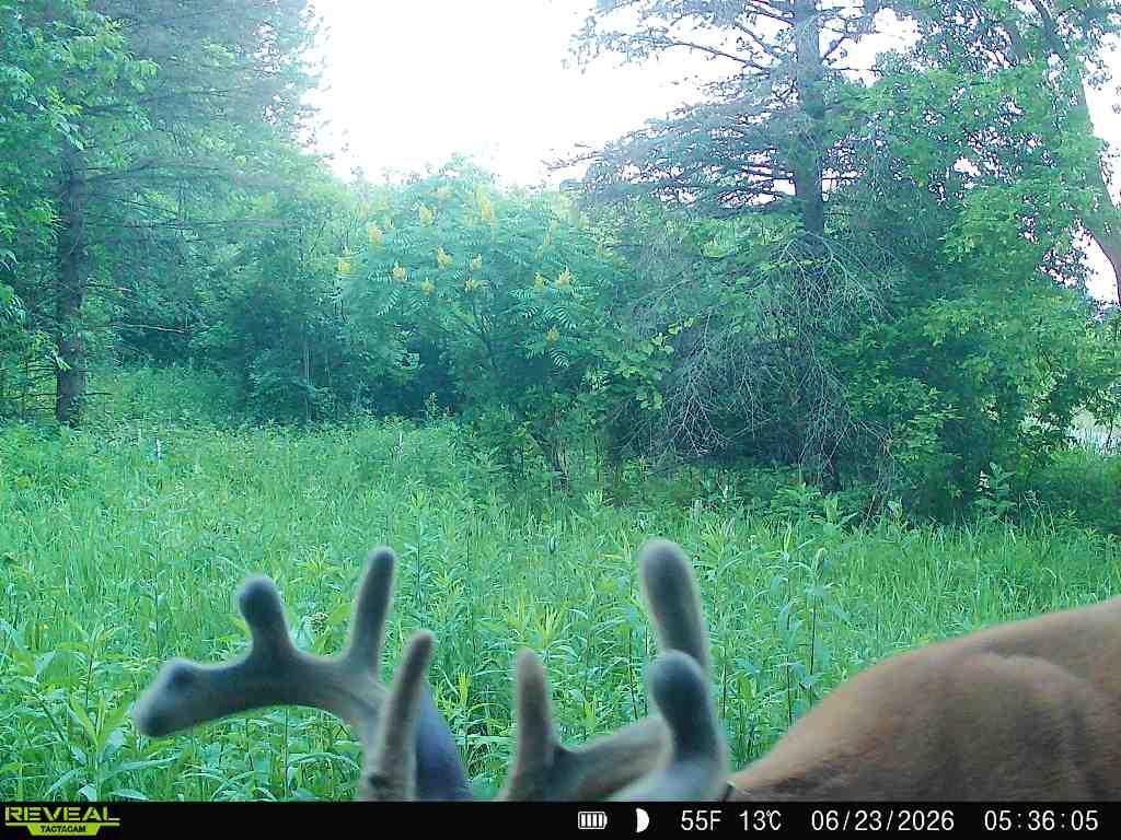 Big deer