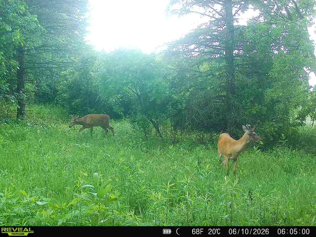 Trail Cam caught Deer