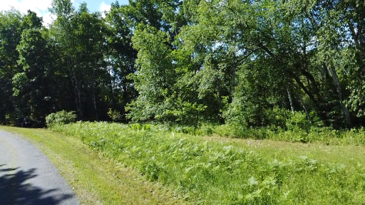 Street view2.png