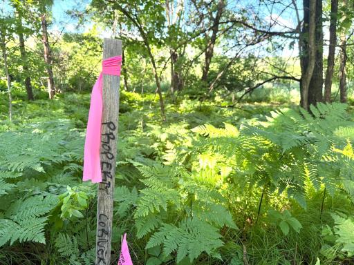 Survey stake.jpeg