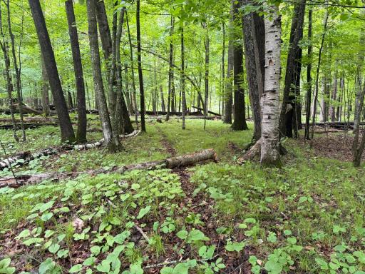 TBD West Bone Lake Dr, Milltown, WI 54858