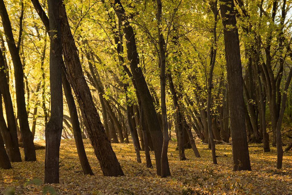 Riverwalk is where dream homes are made! Fall in love with the community pool, club house, miles of walking trails, parks, & the Mississippi river just down the street with Cloquet Overlook Park. It's a beautiful blend of city & lots of nature!!!!!!